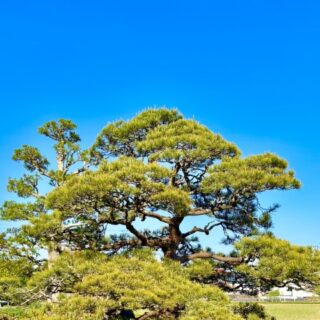 庭の木を伐採すると不運が訪れるといわれる理由とは