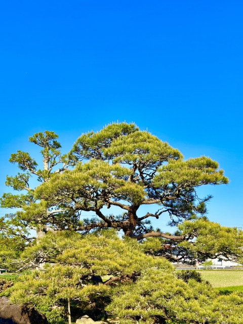 庭の木を伐採すると不運が訪れるといわれる理由とは