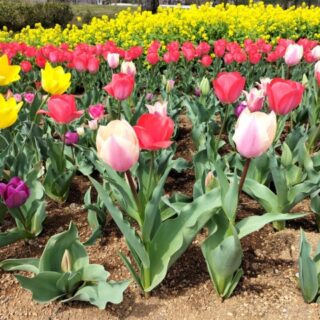 花壇の撤去はどこに頼めば良いか