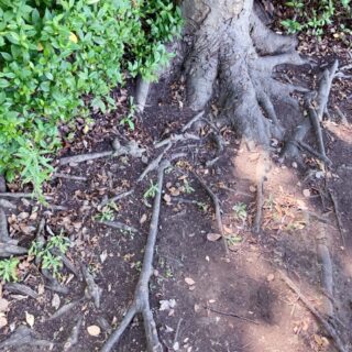 根っこの撤去について