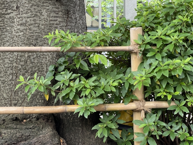 垣根の撤去について