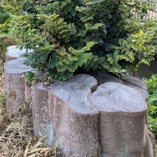 切り株の撤去について