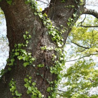 空き家から庭木が越境してしまった場合の対応