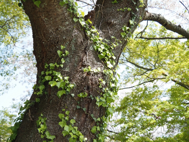 空き家から庭木が越境してしまった場合の対応